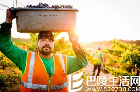 2016年加州采收季图片汇集