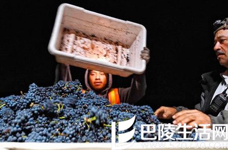 2016年加州采收季图片汇集