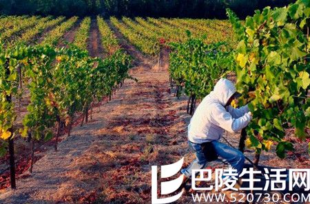 2016年加州采收季图片汇集