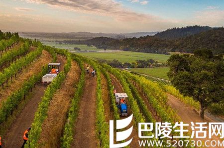 2016年加州采收季图片汇集