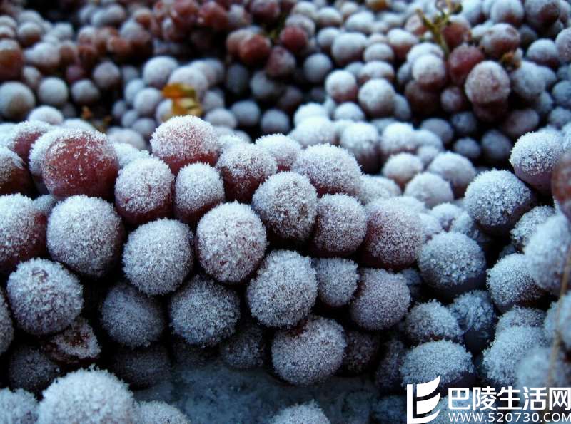 晚收葡萄酒的秘密