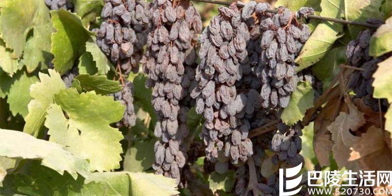 晚收葡萄酒的秘密