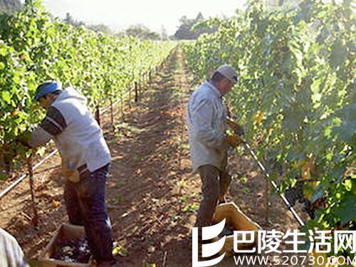 2016年,北加州迎来好年份 2016年,北加州迎来好年份