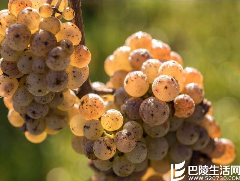 晚收葡萄酒的秘密