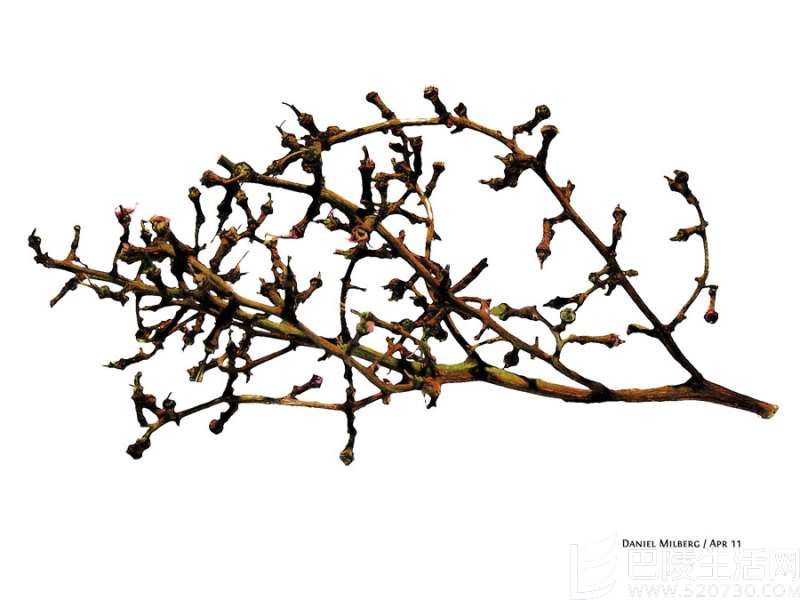 吃葡萄不吐葡萄皮,酿红酒不去葡萄梗? 吃葡萄不吐葡萄皮,酿红酒不去葡萄梗?