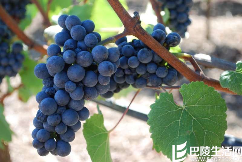 吃葡萄不吐葡萄皮,酿红酒不去葡萄梗? 吃葡萄不吐葡萄皮,酿红酒不去葡萄梗?