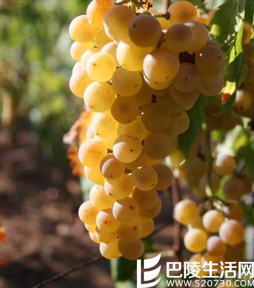 带你见识晚采收葡萄酒 带你见识晚采收葡萄酒