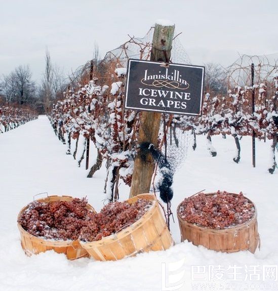 带你见识晚采收葡萄酒