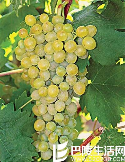 邂逅希腊的酿酒白葡萄品种