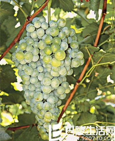 邂逅希腊的酿酒白葡萄品种