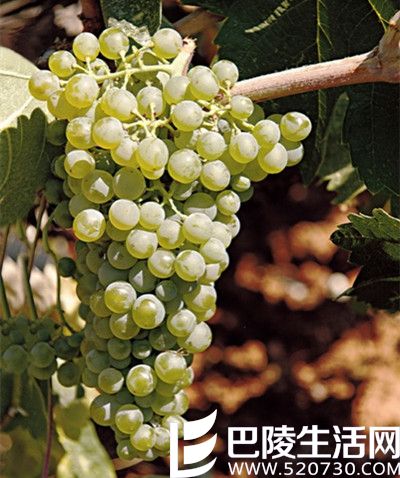 邂逅希腊的酿酒白葡萄品种