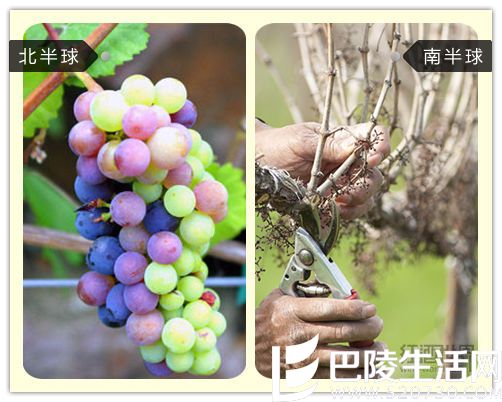 北半球VS南半球，葡萄生长全对比
