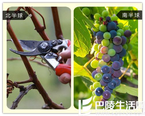 北半球VS南半球,葡萄生长全对比 北半球VS南半球,葡萄生长全对比
