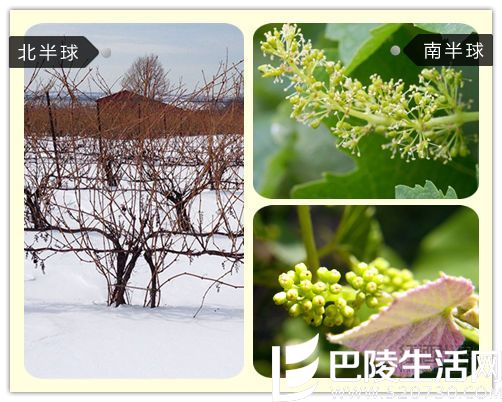 北半球VS南半球，葡萄生长全对比