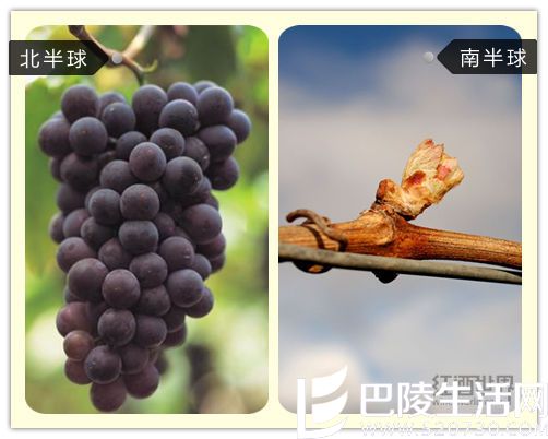 北半球VS南半球，葡萄生长全对比