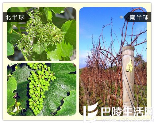 北半球VS南半球,葡萄生长全对比 北半球VS南半球,葡萄生长全对比