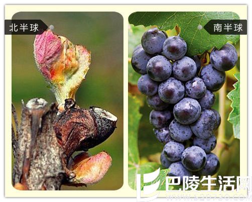 北半球VS南半球,葡萄生长全对比 北半球VS南半球,葡萄生长全对比
