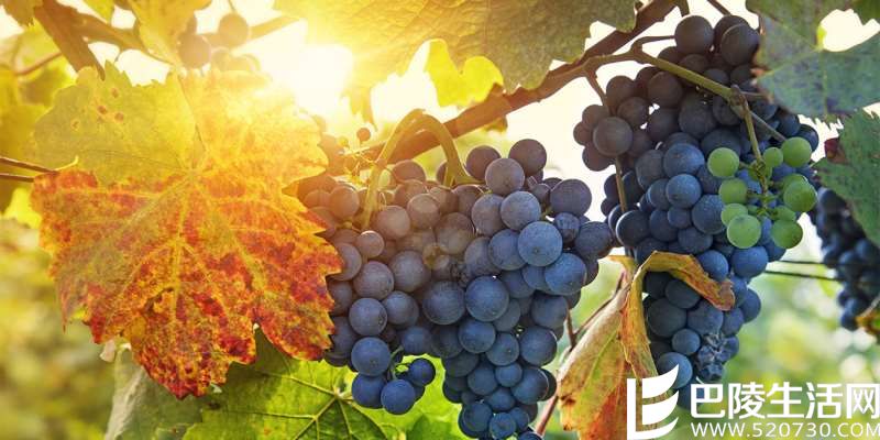 纳帕:美国现代葡萄酒产业的兴起之地 纳帕:美国现代葡萄酒产业的兴起之地