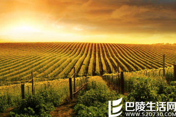 彩虹之国:南非葡萄酒概况 彩虹之国:南非葡萄酒概况