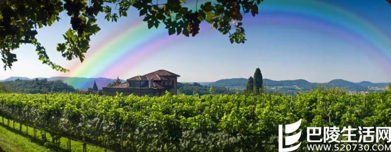 彩虹之国:南非葡萄酒概况 彩虹之国:南非葡萄酒概况