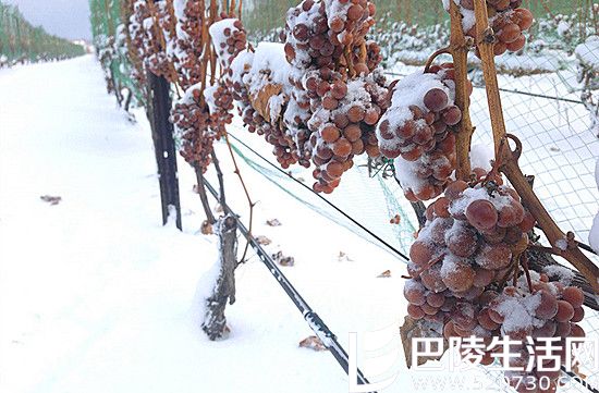 漫谈贵腐酒和冰酒