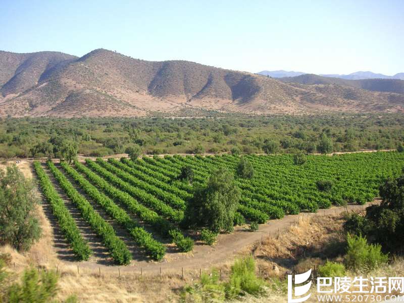 智利葡萄酒的5个独到之处