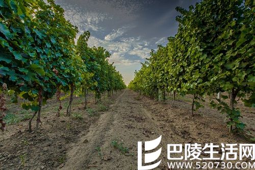 从A到Z解读希腊葡萄酒