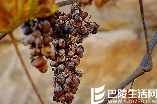 漫谈贵腐酒和冰酒 漫谈贵腐酒和冰酒