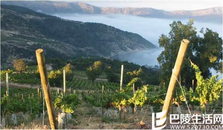 智利葡萄酒的5个独到之处