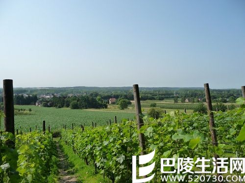 比利时也产葡萄酒? 比利时也产葡萄酒?