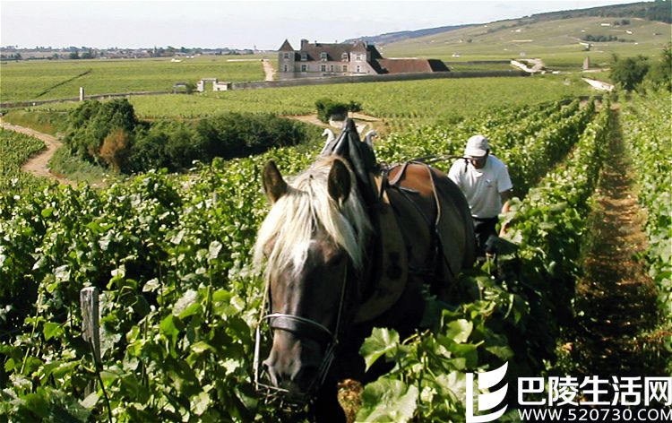 香波-慕西尼之王：武戈伯爵酒庄