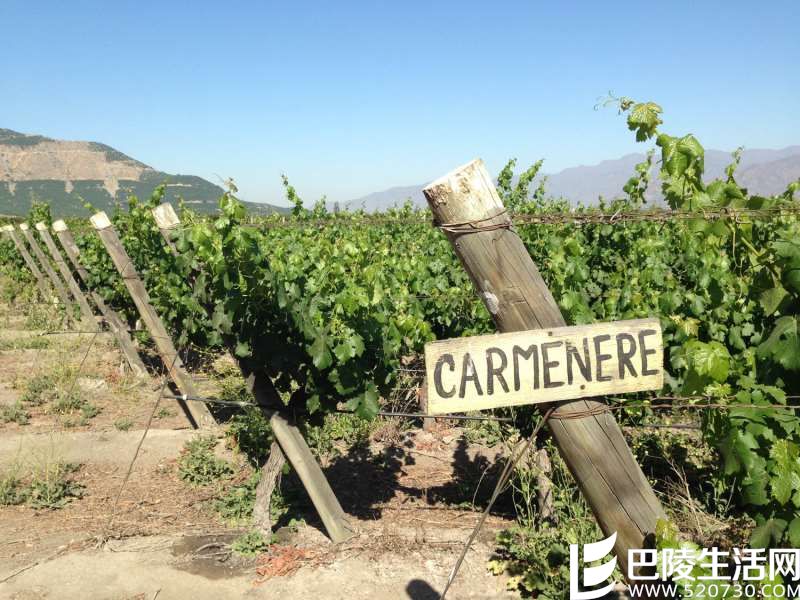 佳美娜：葡萄界的“还珠”