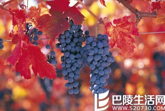 佳美娜：葡萄界的“还珠”