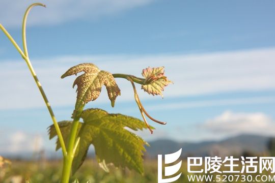 佳美娜：葡萄界的“还珠”