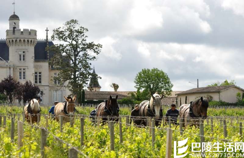 红酒世界专访贝尔纳·马格雷——“永不放弃”的酒业巨擘