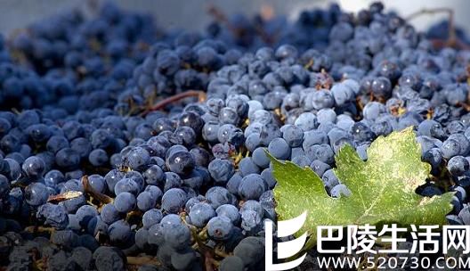 2016年纳帕谷收成报告：赤霞珠品质优异，产量走低