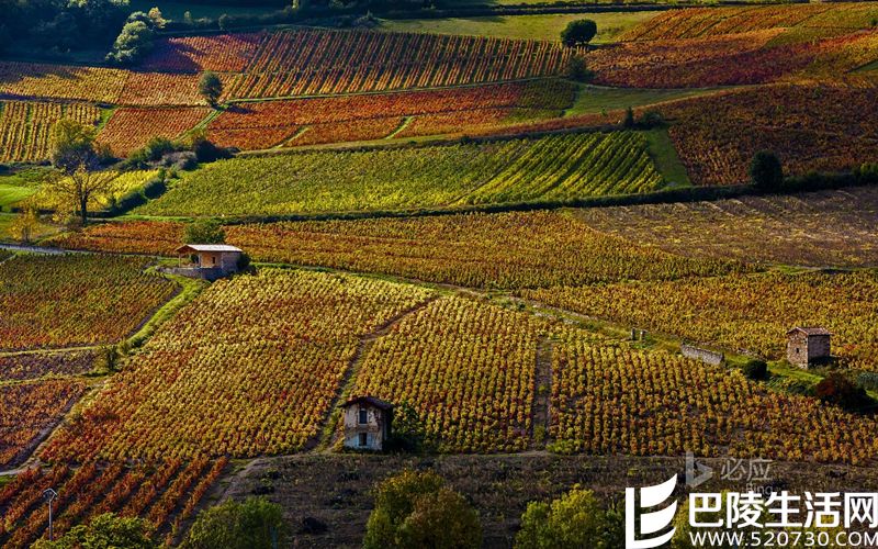 今日美图——醉美葡萄酒乡罗讷河谷