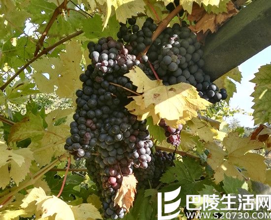 阿玛罗尼故乡之秋