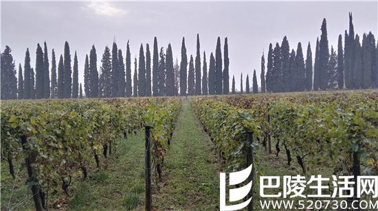 阿玛罗尼故乡之秋