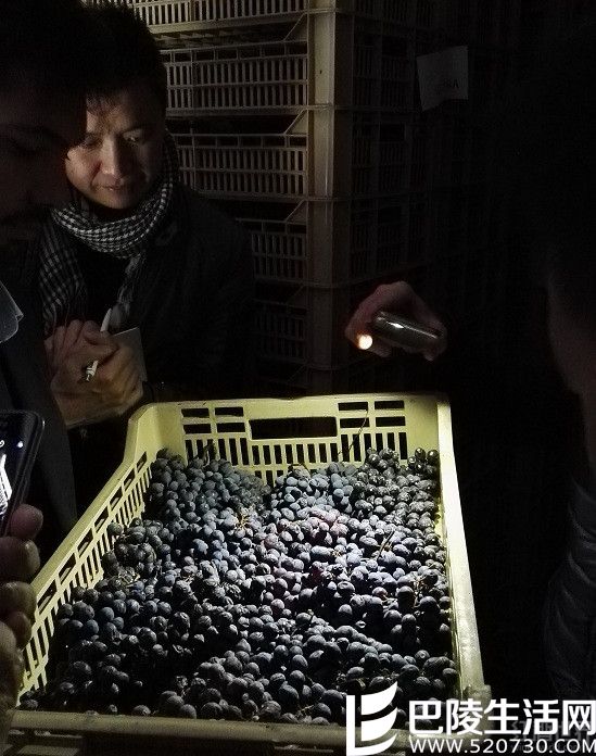 阿玛罗尼故乡之秋