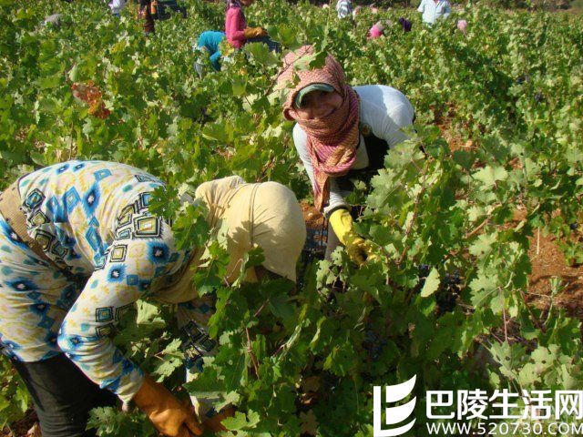 那些年，他们因为葡萄酒犯过的罪