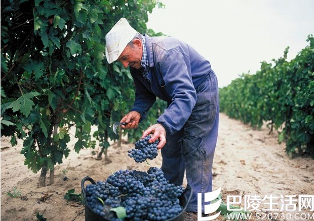 2016年里奥哈葡萄质量双收