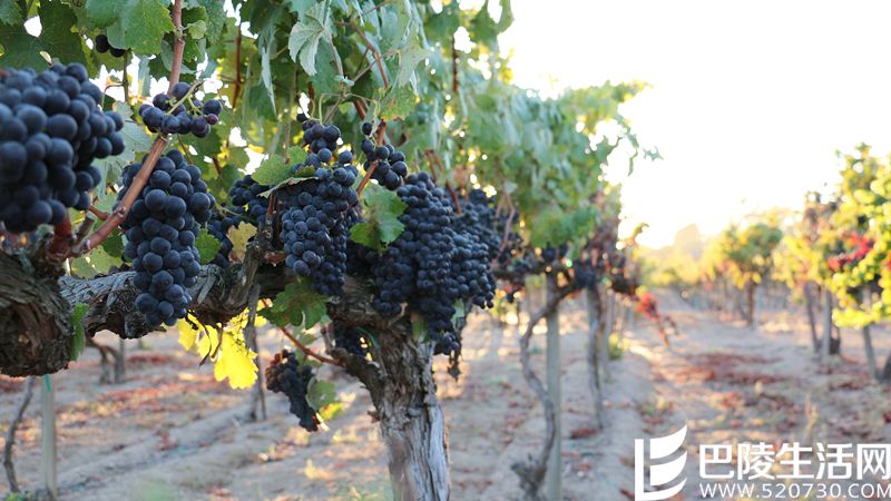 《葡萄酒观察家》2016百大名酒第10、第9名出炉！