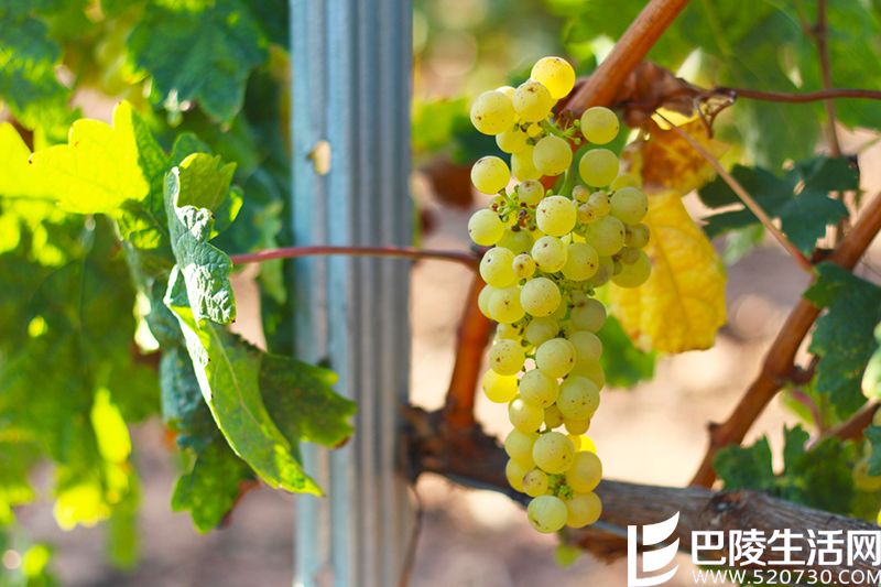 里奥哈的葡萄长啥样? 里奥哈的葡萄长啥样?