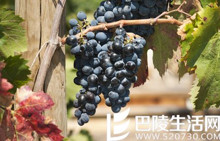 里奥哈的葡萄长啥样? 里奥哈的葡萄长啥样?