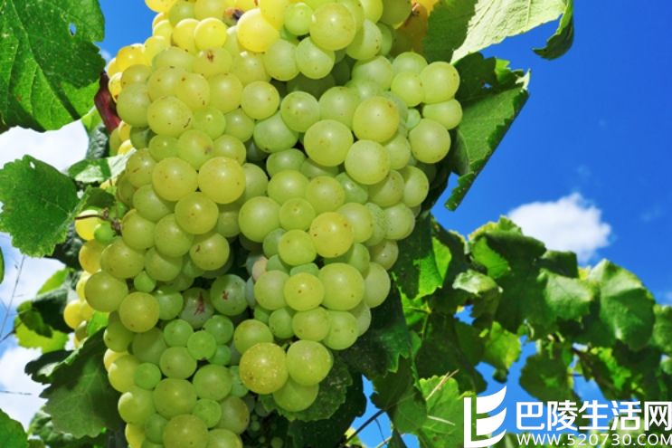 里奥哈的葡萄长啥样? 里奥哈的葡萄长啥样?