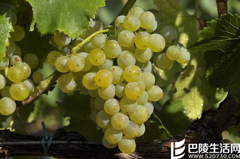 里奥哈的葡萄长啥样? 里奥哈的葡萄长啥样?