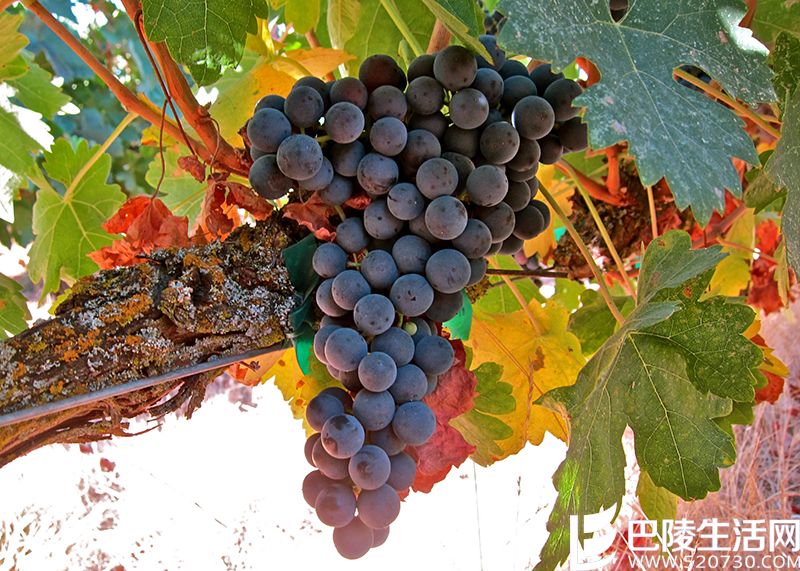 里奥哈的葡萄长啥样? 里奥哈的葡萄长啥样?