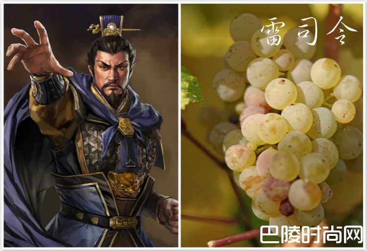 脑洞大开：《三国演义》主要人物与葡萄的配对