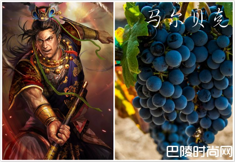 脑洞大开:《三国演义》主要人物与葡萄的配对 脑洞大开:《三国演义》主要人物与葡萄的配对